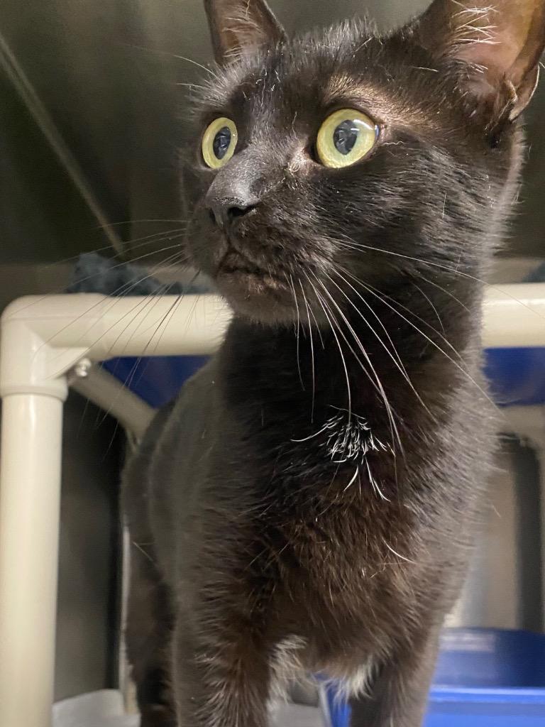 Enlarge Onyx Night, a Adoptable mixed breed in Fall River, MA image 5/5