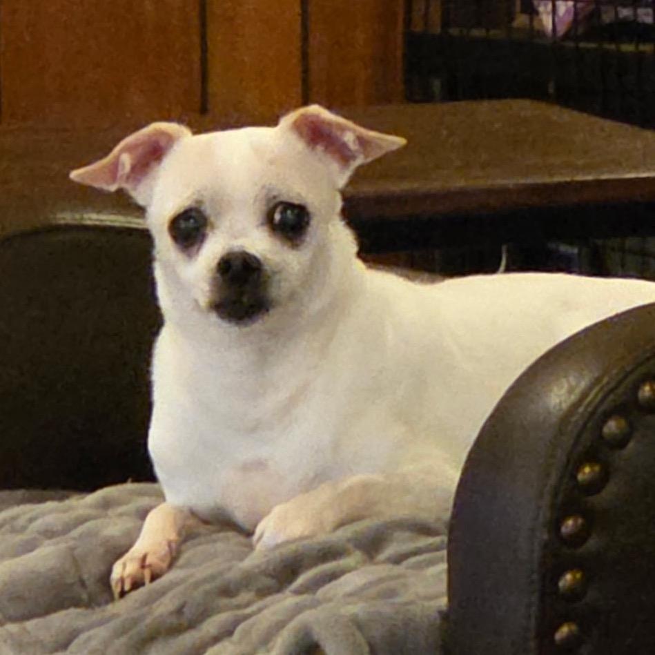 Bolt, Adoptable, Senior Male Chihuahua & Chihuahua.