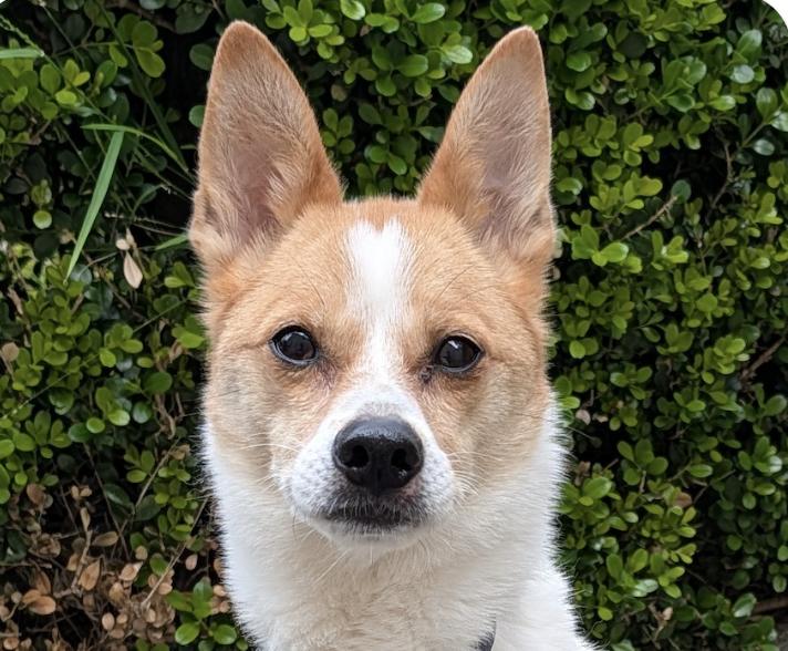 Enlarge Link, a ADOPTABLE mixed breed in San Francisco, CA image 1/1
