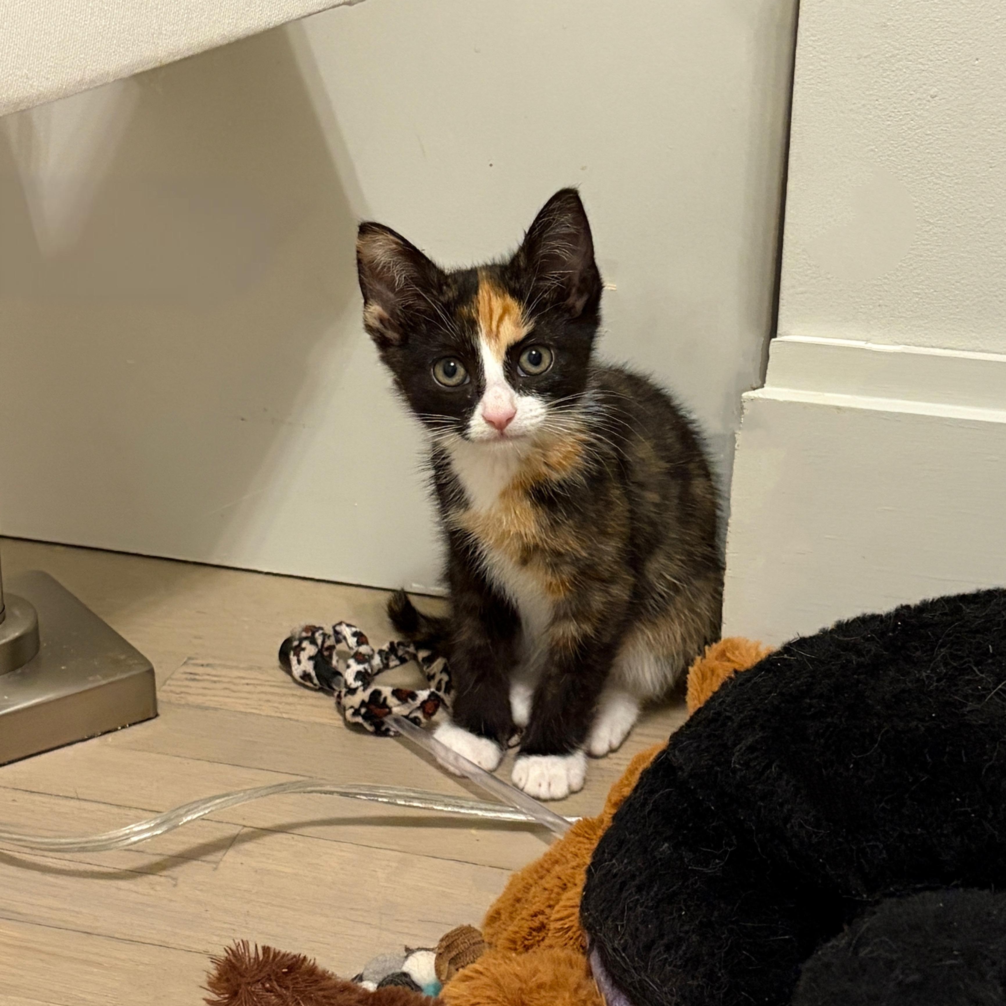 Willow, a Adoptable mixed breed in Moriches, NY image 4/6