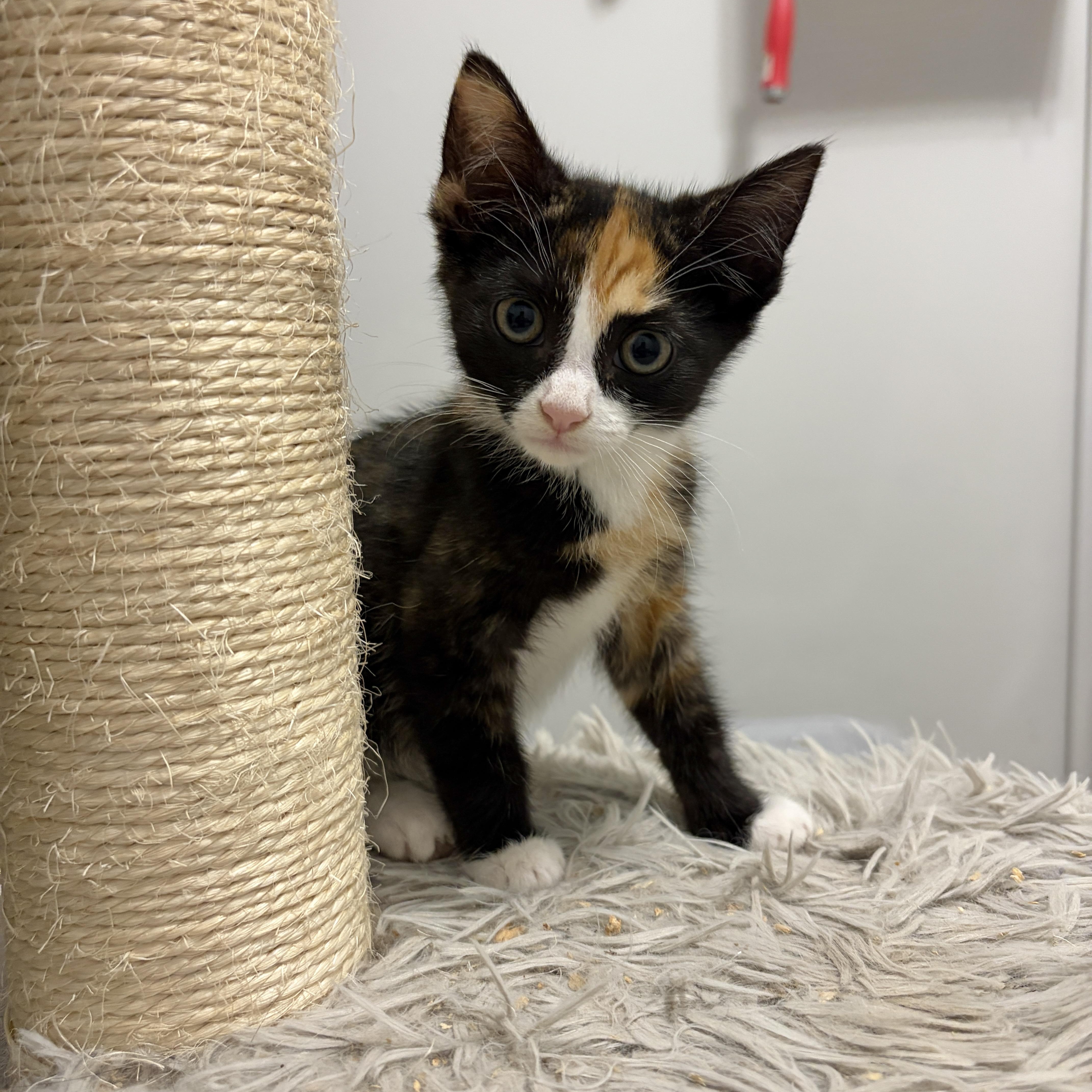 Willow, a Adoptable mixed breed in Moriches, NY image 3/6