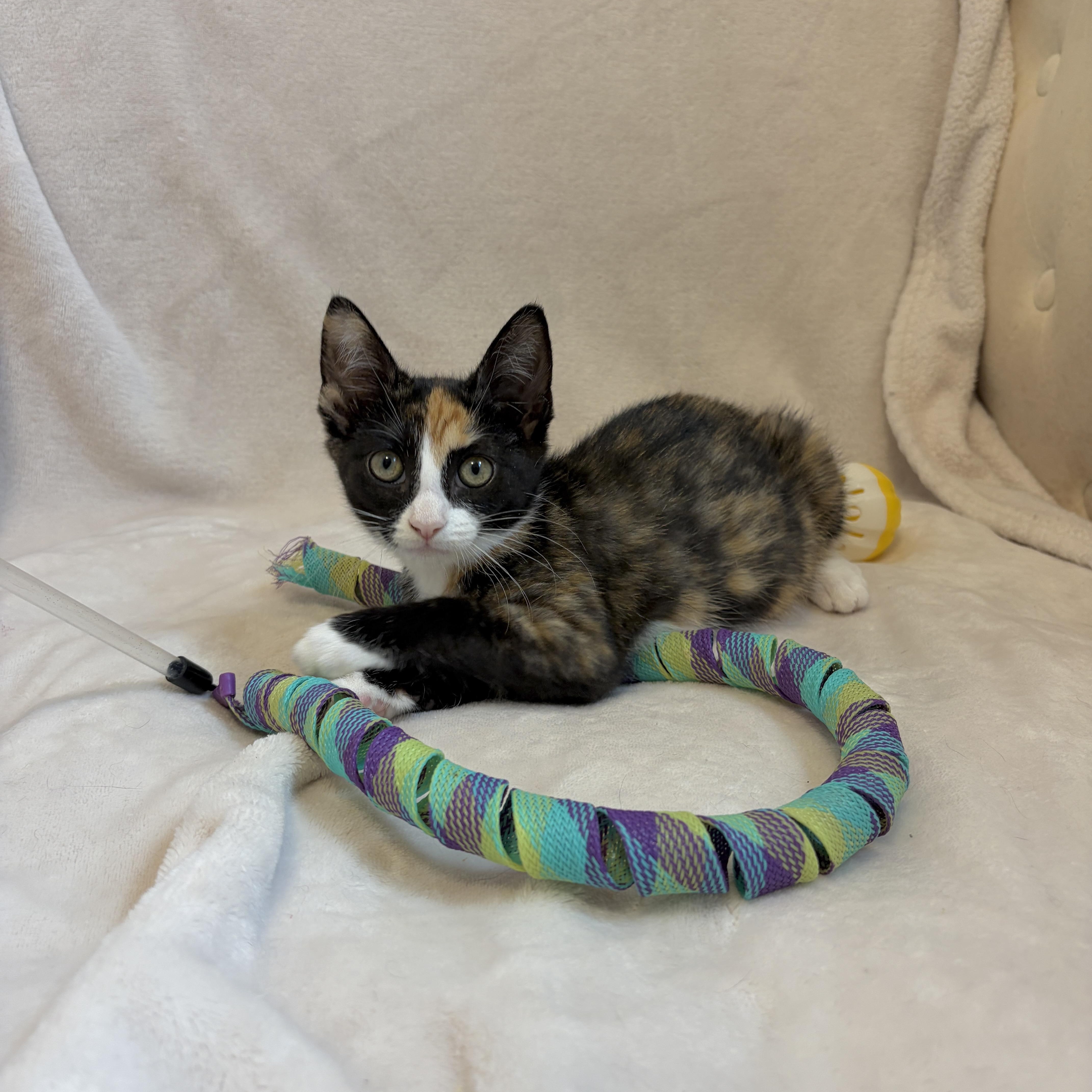 Willow, a Adoptable mixed breed in Moriches, NY image 6/6