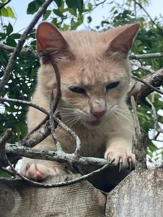 Marigold thumbnail 3