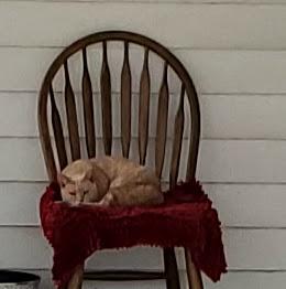 Marigold thumbnail 4