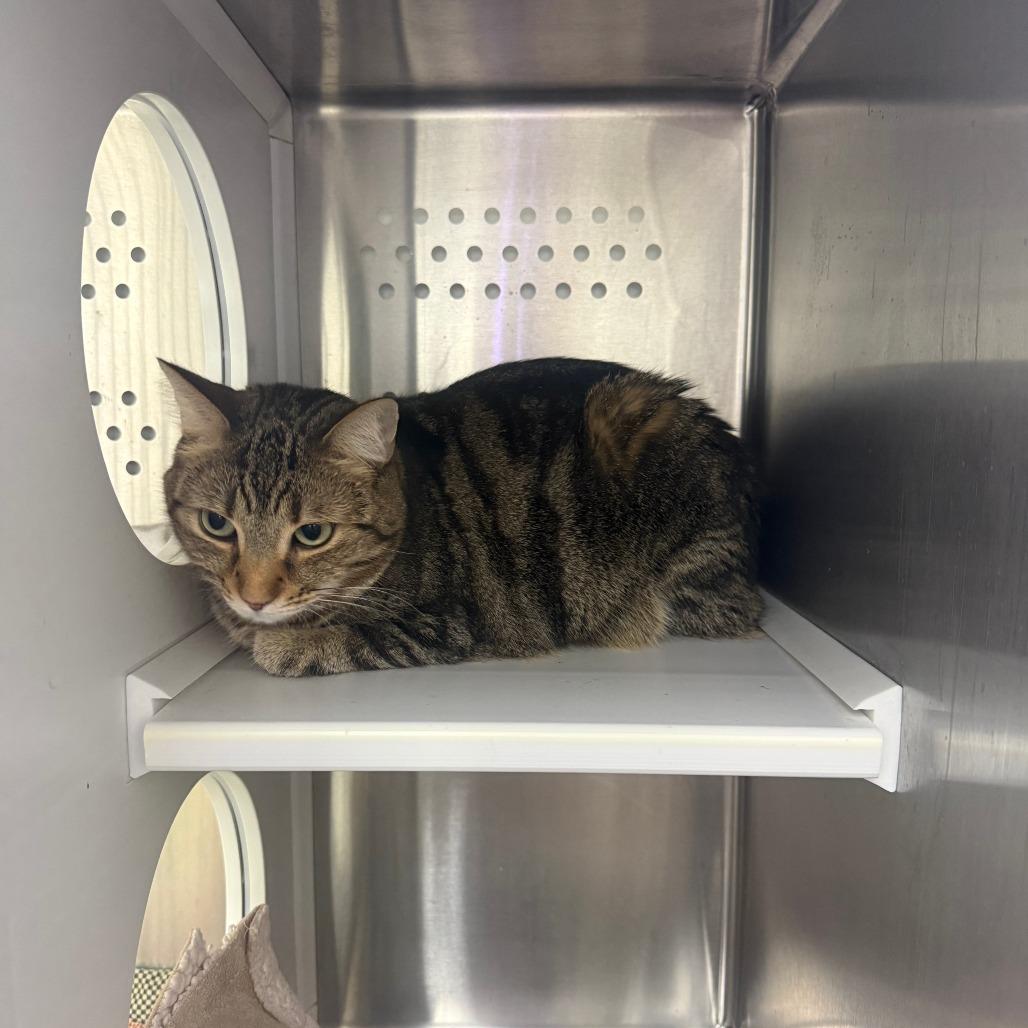 Chleo, Adoptable, Adult Female Domestic Short Hair.