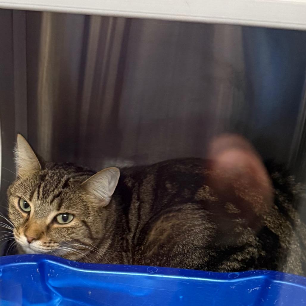 Chleo, a Adoptable Domestic Short Hair in Lake Panasoffkee, FL image 2/3