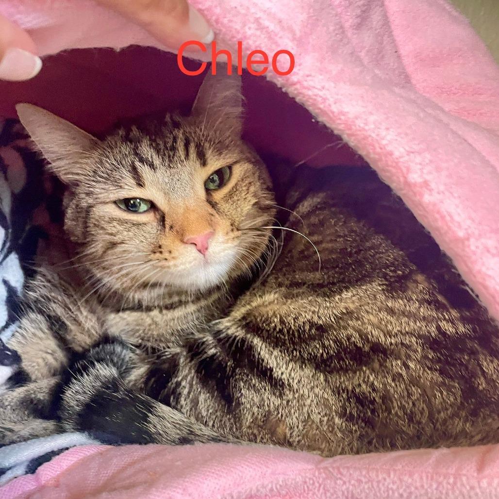 Chleo, a Adoptable Domestic Short Hair in Lake Panasoffkee, FL image 3/3