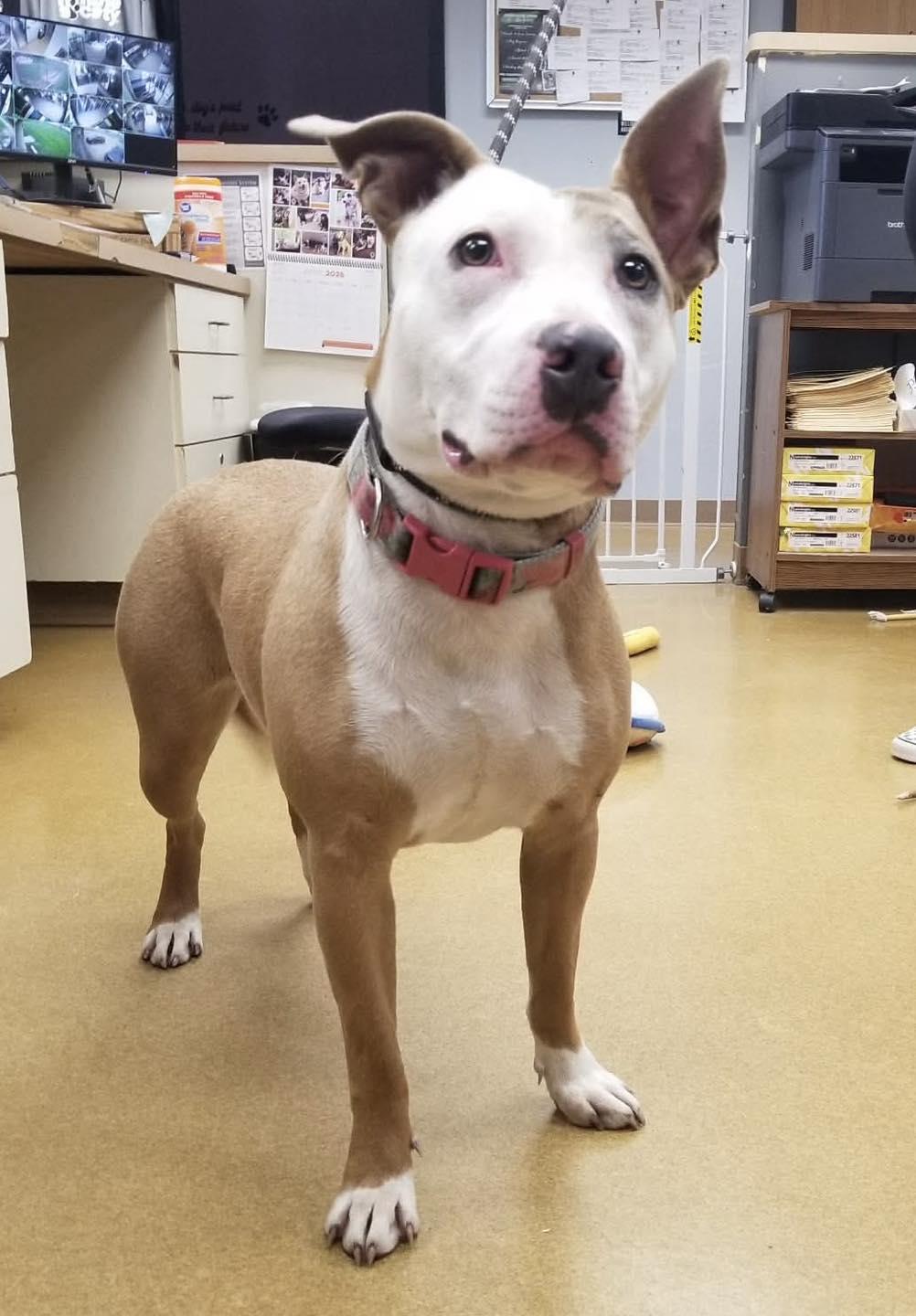 Serenity, a ADOPTABLE mixed breed in Maryville, MO image 4/4