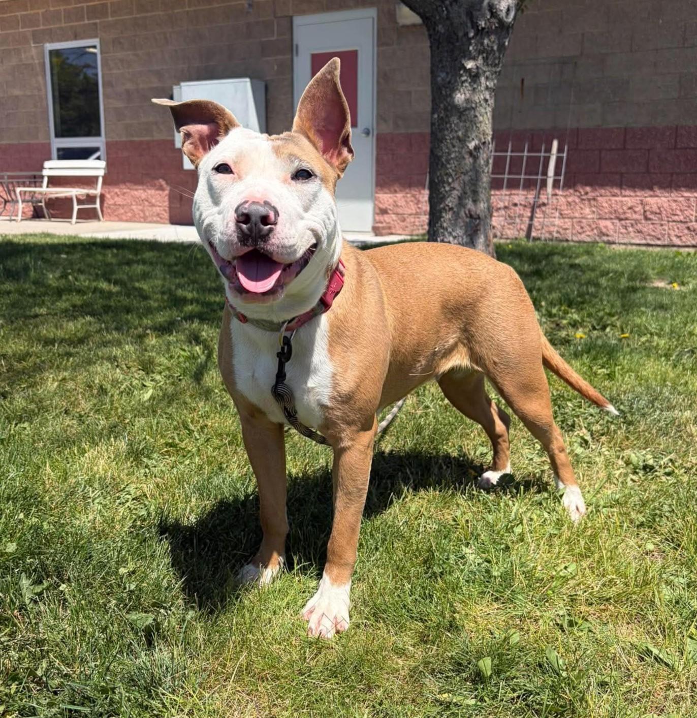 Serenity, a ADOPTABLE mixed breed in Maryville, MO image 3/4