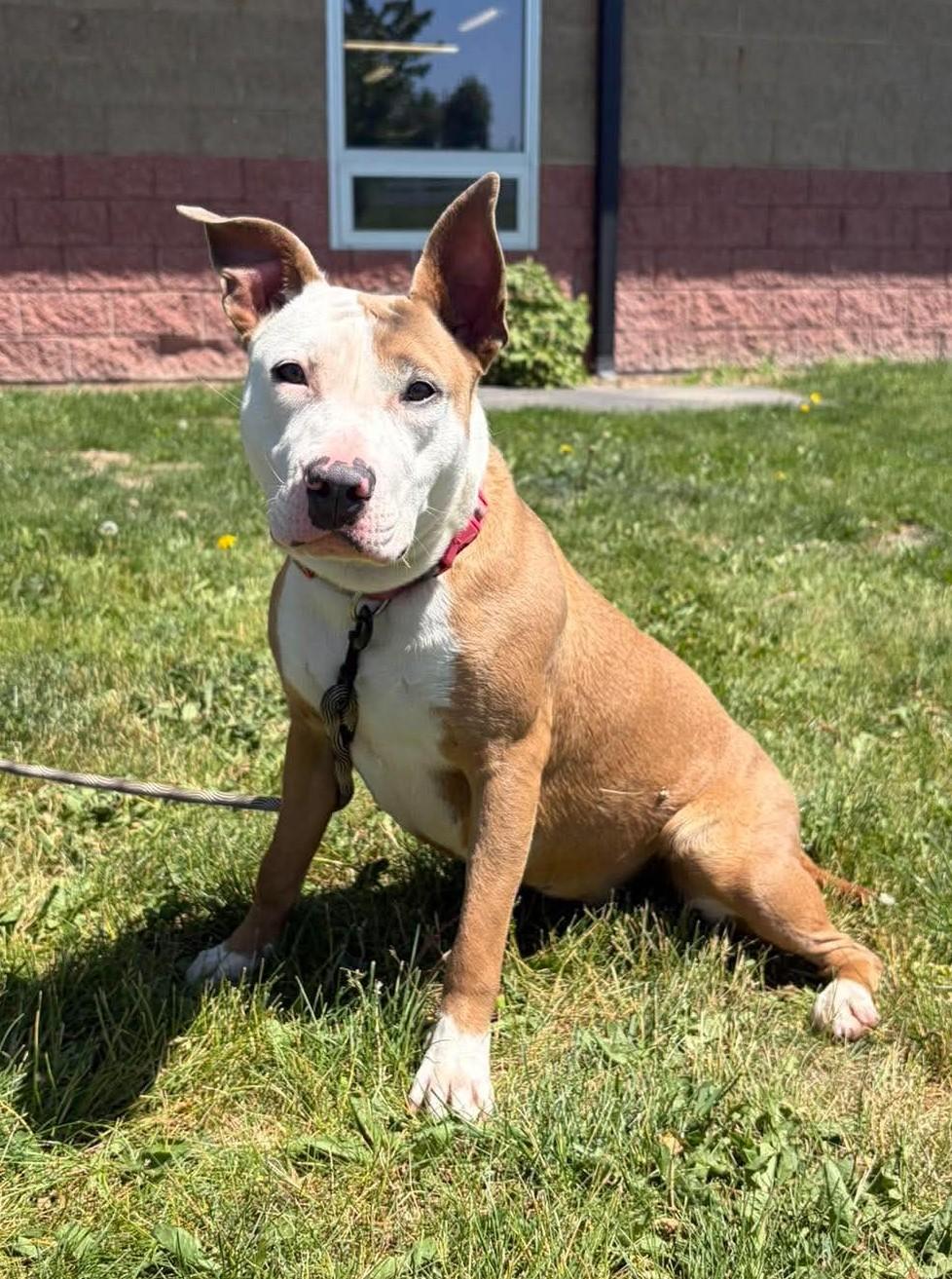 Serenity, ADOPTABLE, Young Female Pit Bull Terrier.