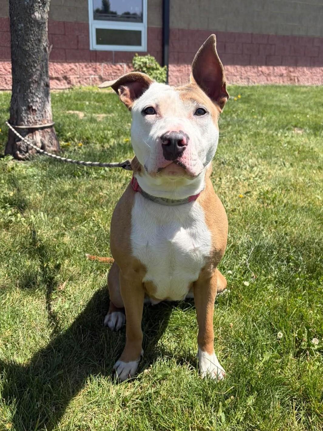 Serenity, a ADOPTABLE mixed breed in Maryville, MO image 2/4