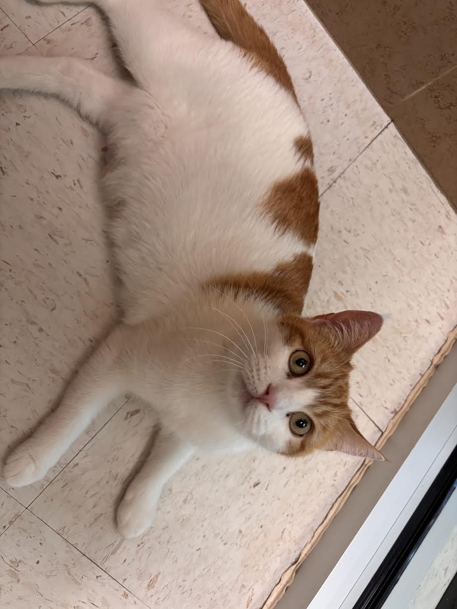 Enlarge Jade, a Adoptable Domestic Short Hair in Hobbs, NM image 1/1