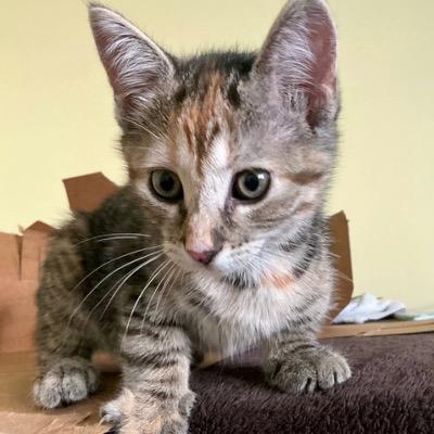 Shannon, a Adoptable Domestic Short Hair in Mississauga, ON image 2/2
