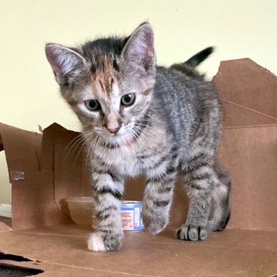 Shannon, Adoptable, Kitten Female Domestic Short Hair.