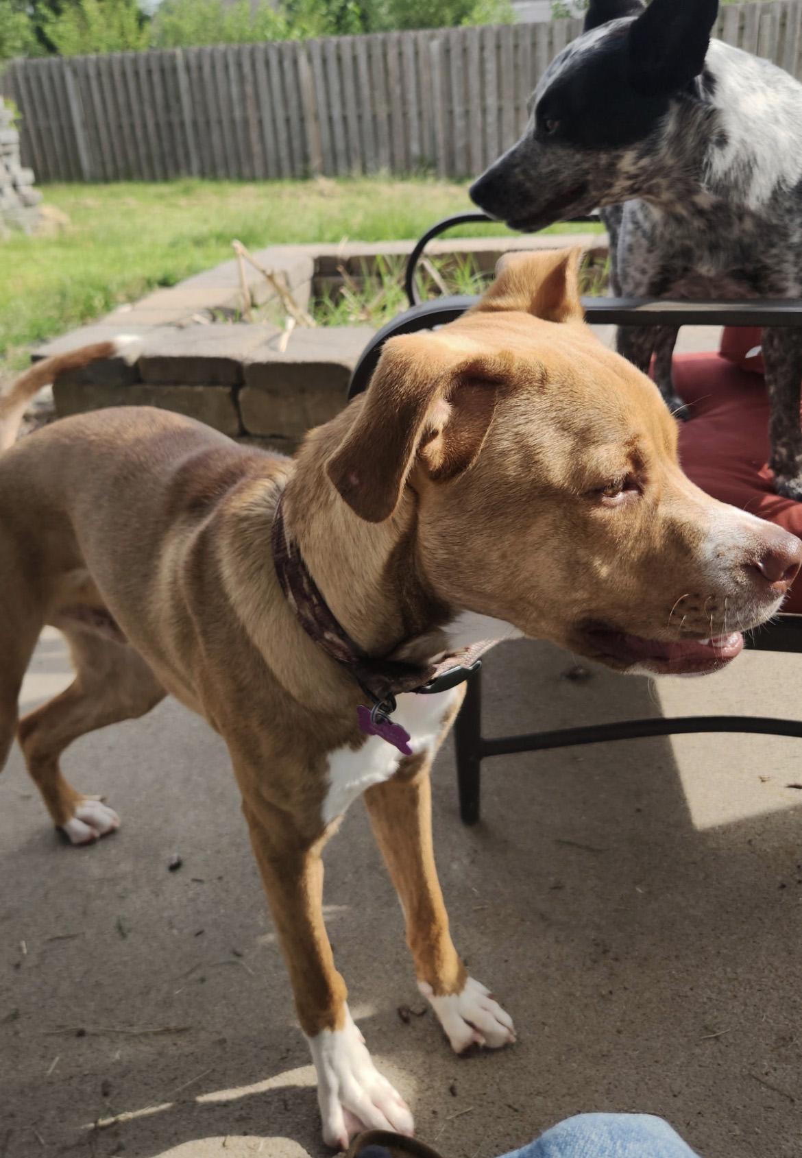 Enlarge Walker, a Adopted mixed breed in Manhattan, KS image 3/6