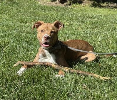 Enlarge Walker, a ADOPTABLE mixed breed in Manhattan, KS image 4/6