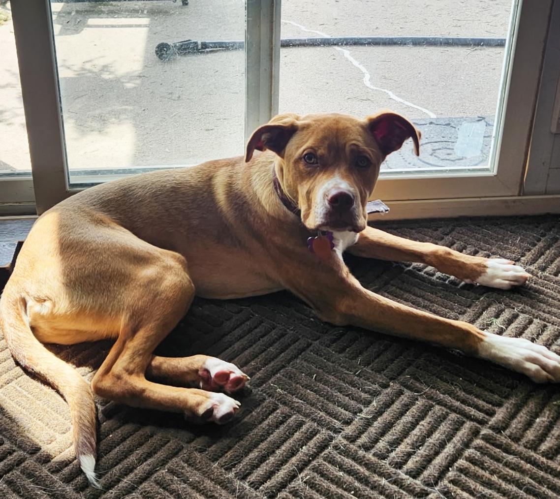 Enlarge Walker, a Adopted mixed breed in Manhattan, KS image 6/6