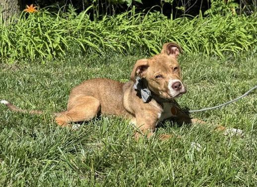Enlarge Walker, a ADOPTABLE mixed breed in Manhattan, KS image 2/6