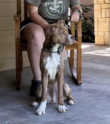 Enlarge Walker, a ADOPTABLE mixed breed in Manhattan, KS image 3/6