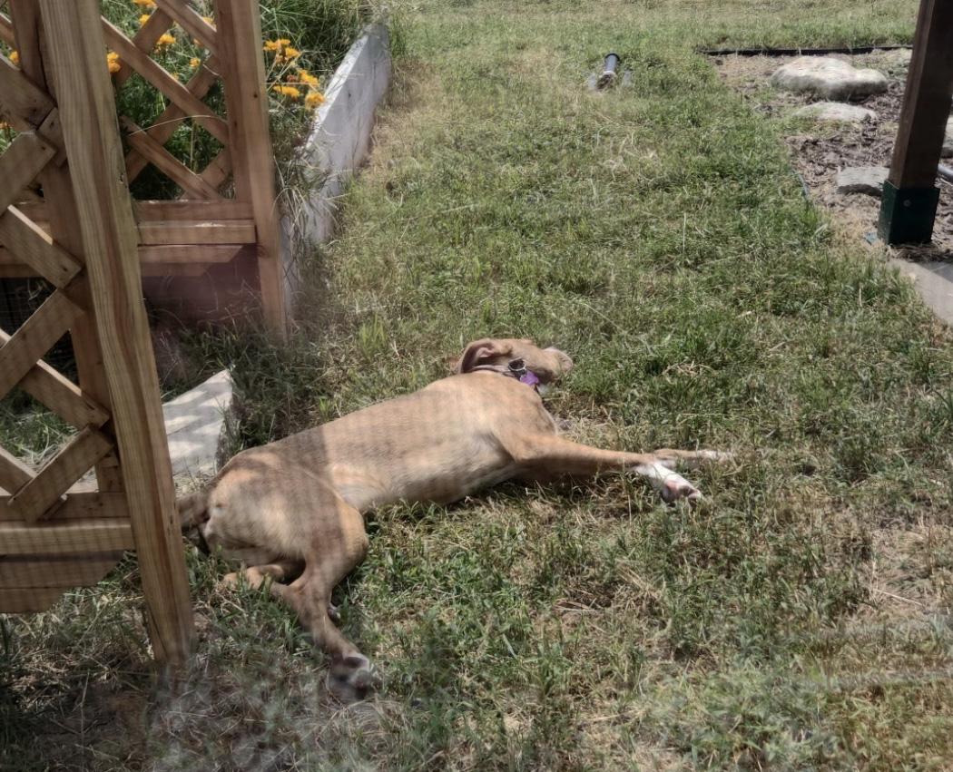Enlarge Walker, a Adopted mixed breed in Manhattan, KS image 5/6