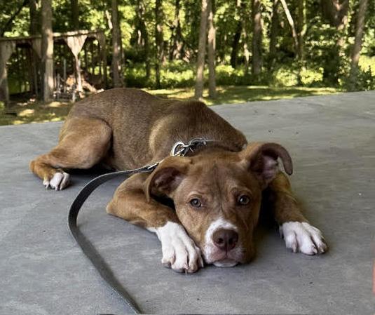 Walker, ADOPTABLE, Young Male Boxer & Mixed Breed.