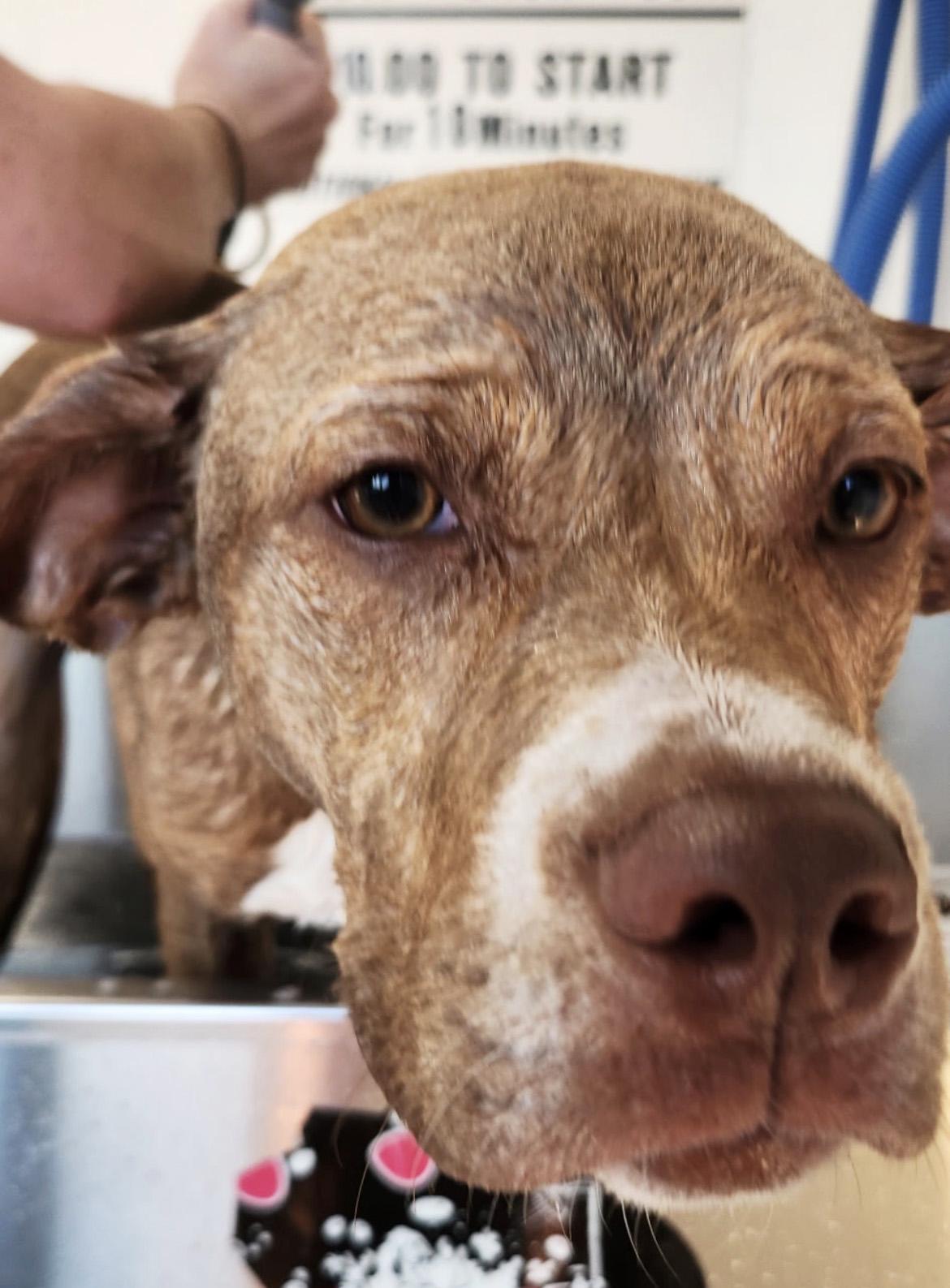 Enlarge Walker, a Adopted mixed breed in Manhattan, KS image 4/6