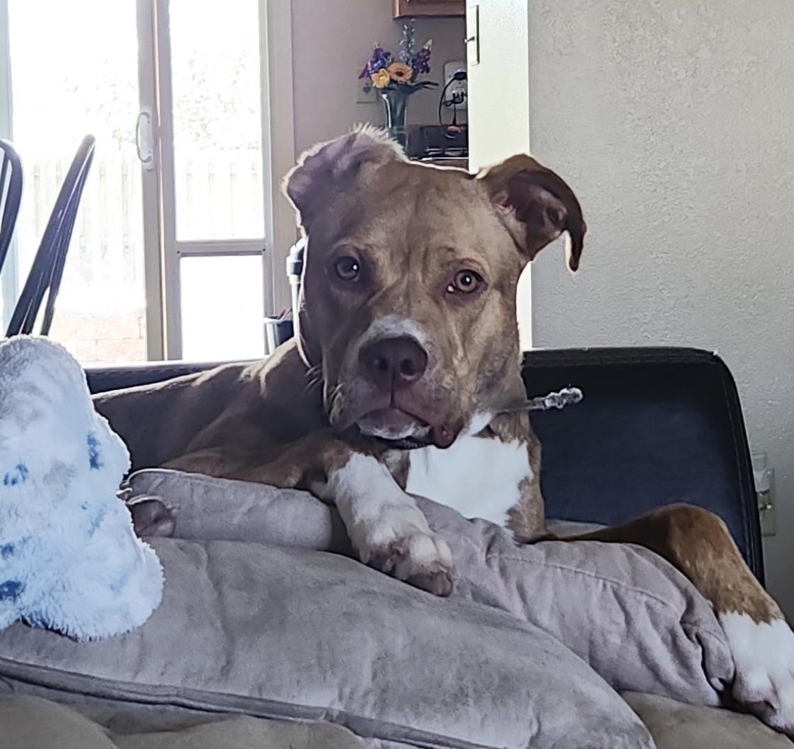 Walker, Adopted, Young Male Boxer & Mixed Breed.