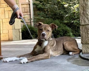 Enlarge Walker, a ADOPTABLE mixed breed in Manhattan, KS image 5/6