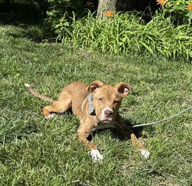 Enlarge Walker, a ADOPTABLE mixed breed in Manhattan, KS image 6/6