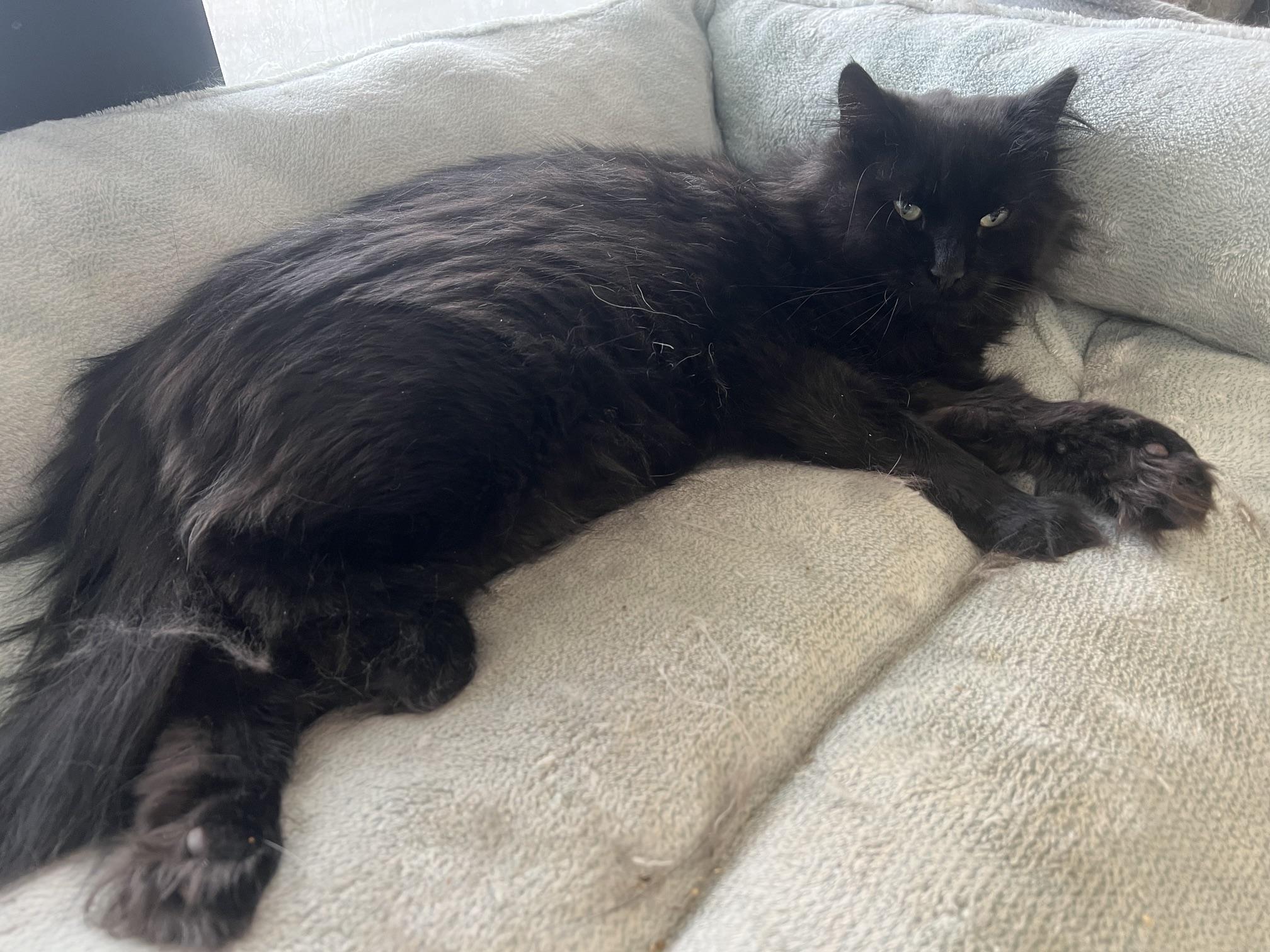 Styx, a ADOPTABLE Domestic Long Hair in Johnston, RI image 6/6