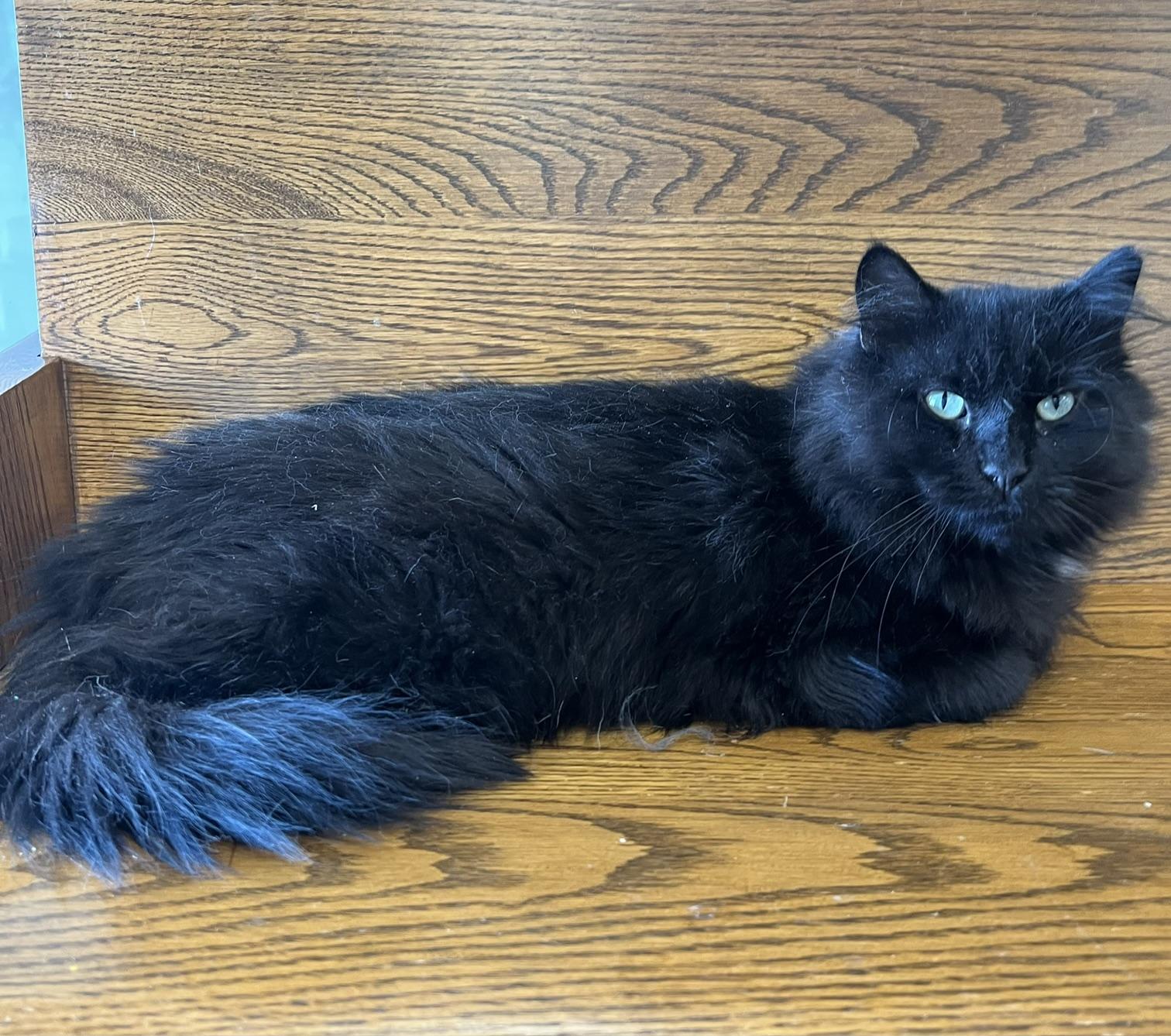 Styx, a ADOPTABLE Domestic Long Hair in Johnston, RI image 2/6
