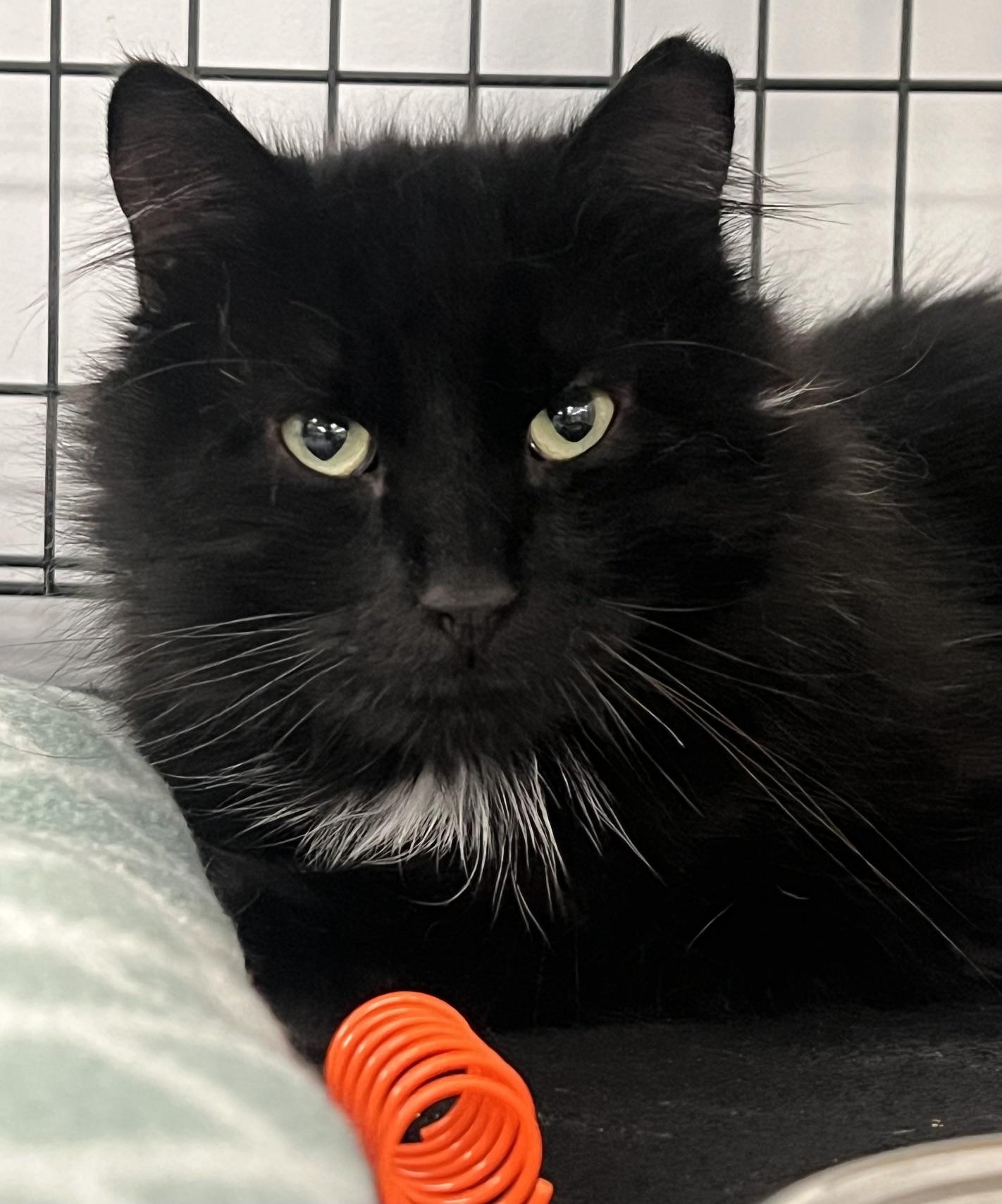 Styx, a ADOPTABLE Domestic Long Hair in Johnston, RI image 4/6