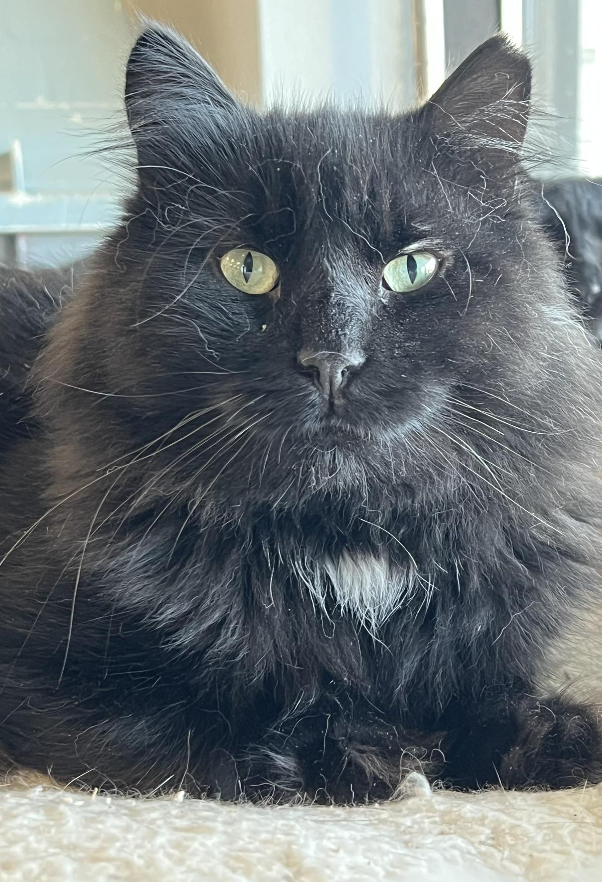 Styx, a ADOPTABLE Domestic Long Hair in Johnston, RI image 3/6