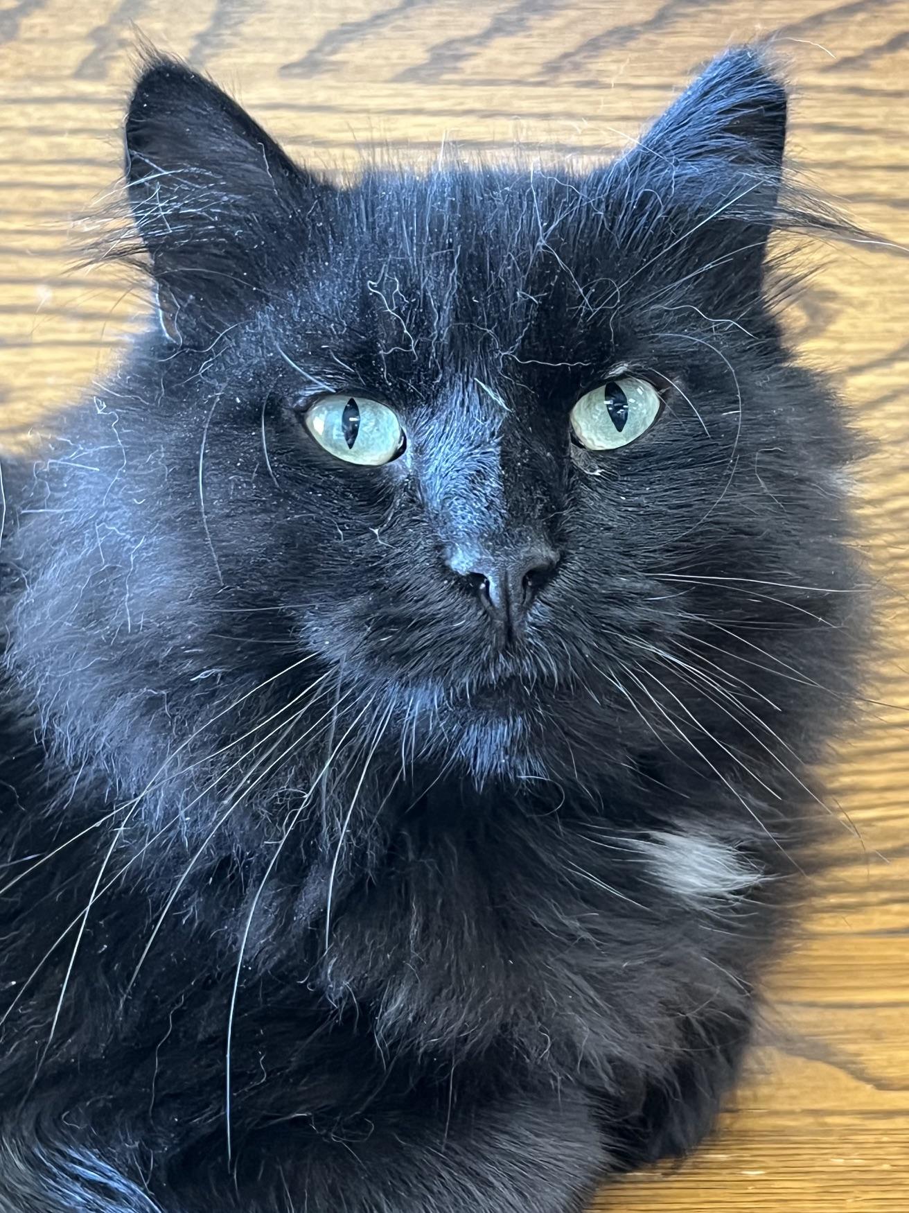 Styx, ADOPTABLE, Young Male Domestic Long Hair.