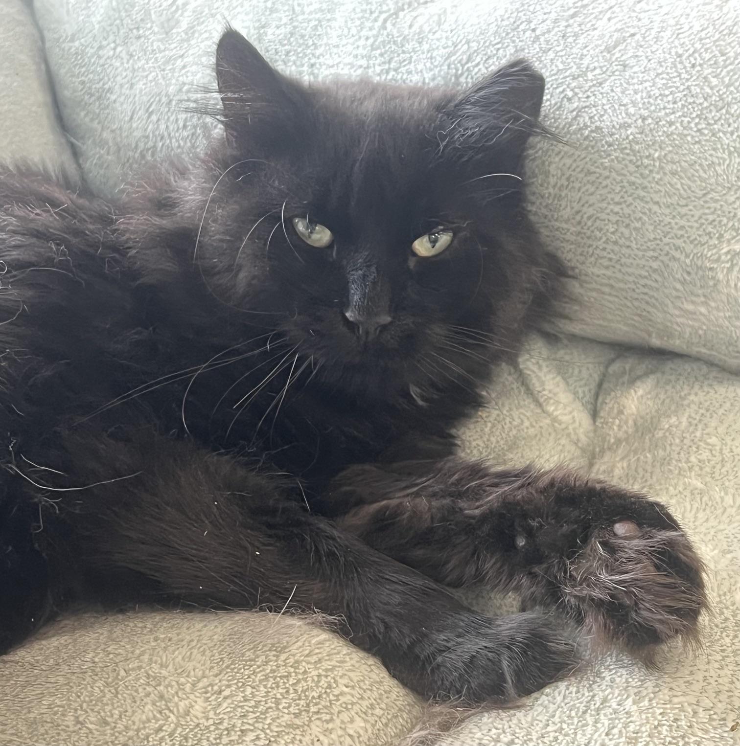 Styx, a ADOPTABLE Domestic Long Hair in Johnston, RI image 5/6