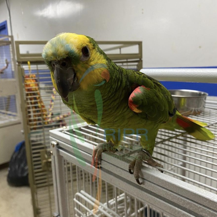 Montego, a Adoptable Amazon in Warwick, RI image 2/2