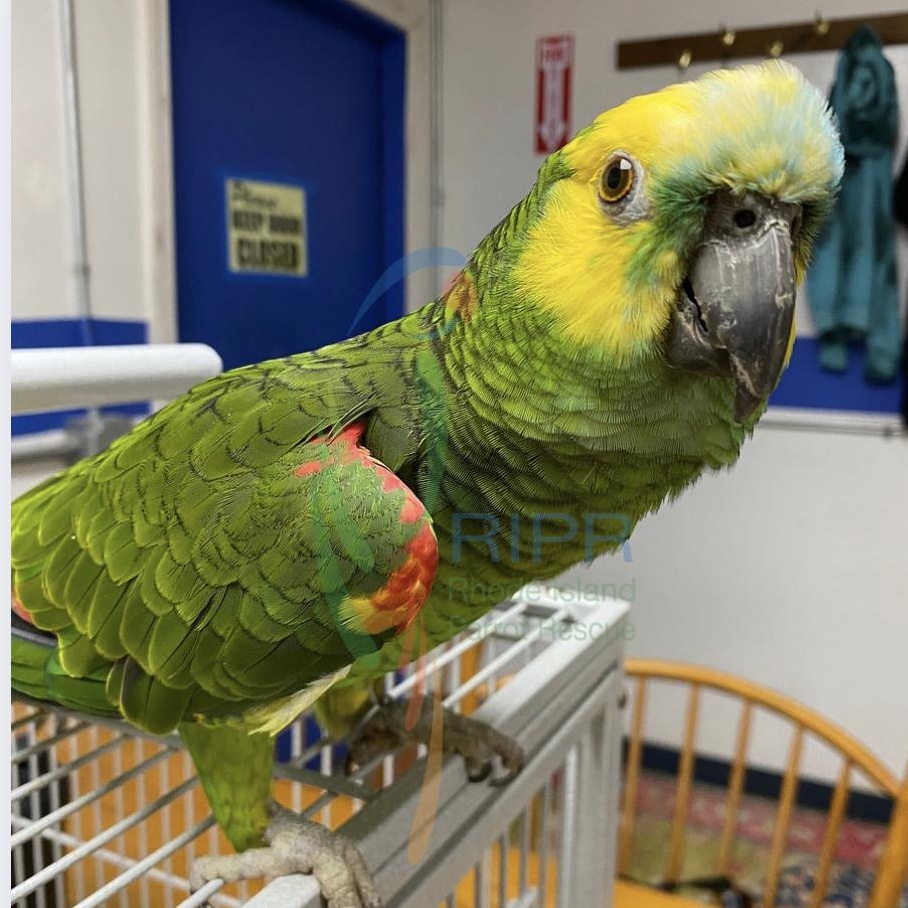 Montego, Adoptable, Adult Unknown Amazon.