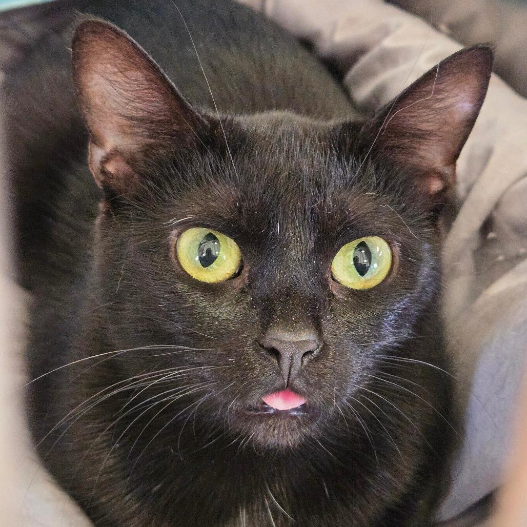 Shadow, Adoptable, Adult Female Domestic Short Hair.