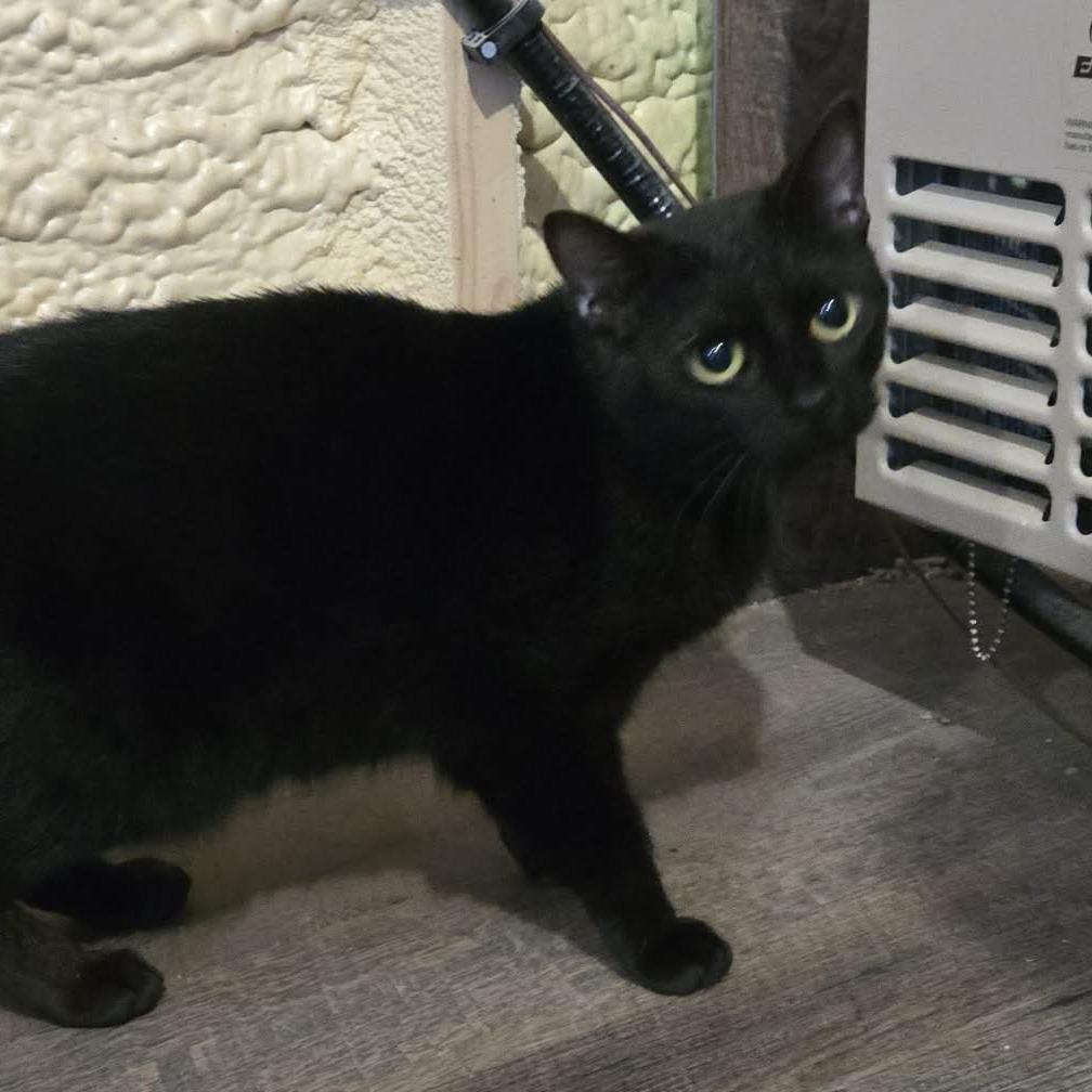 Shadow, Adoptable, Adult Female Domestic Short Hair.
