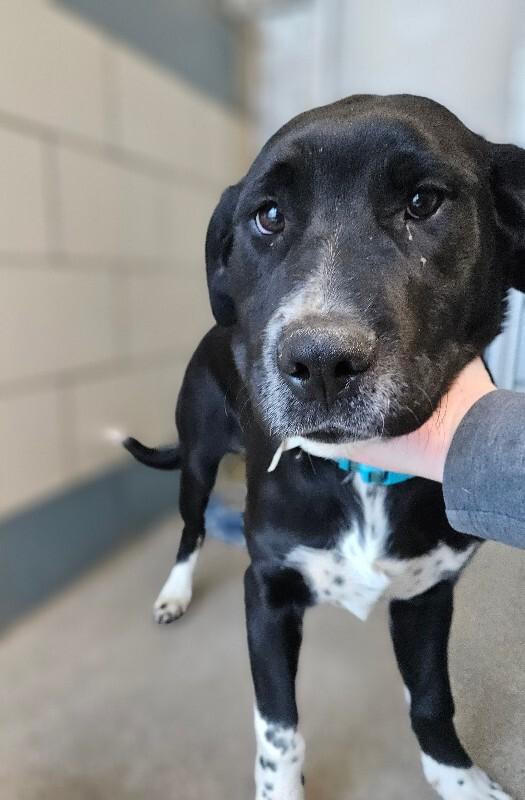 Enlarge Ferb, a Adoptable mixed breed in Disputanta, VA image 1/6