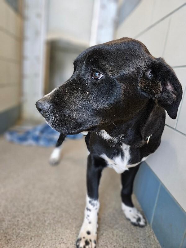 Enlarge Ferb, a Adoptable mixed breed in Disputanta, VA image 2/6