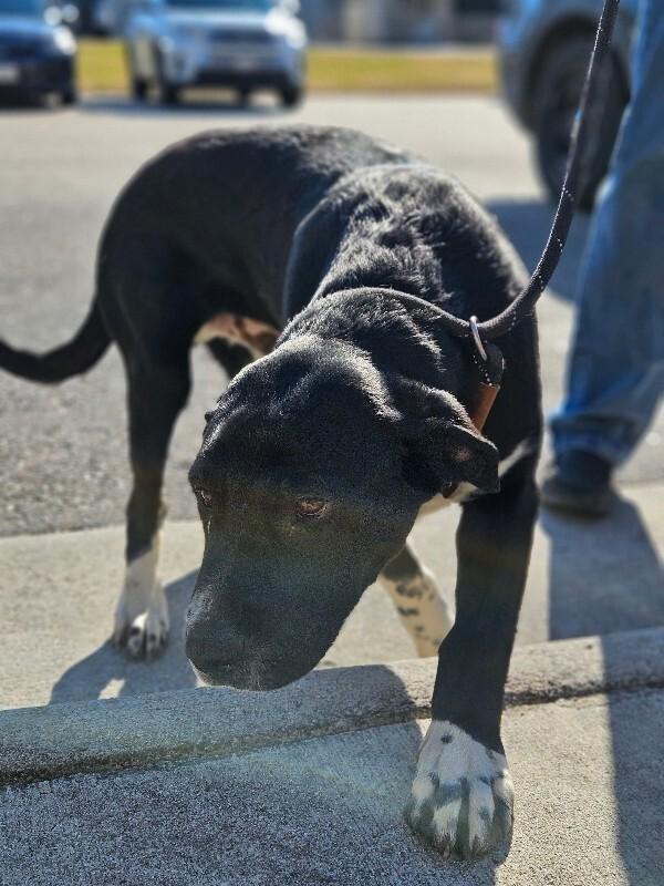 Enlarge Ferb, a Adoptable mixed breed in Disputanta, VA image 4/6
