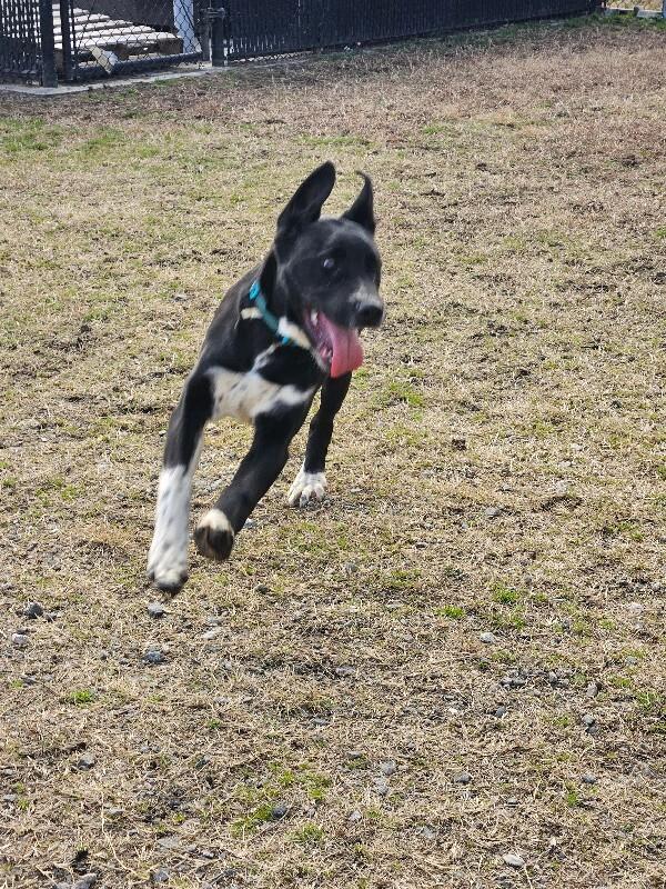 Enlarge Ferb, a Adoptable mixed breed in Disputanta, VA image 5/6