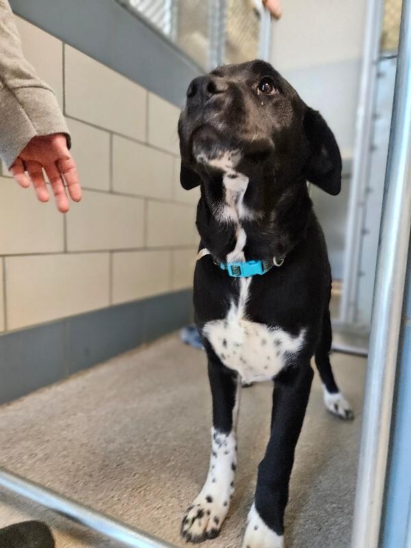 Enlarge Ferb, a Adoptable mixed breed in Disputanta, VA image 6/6