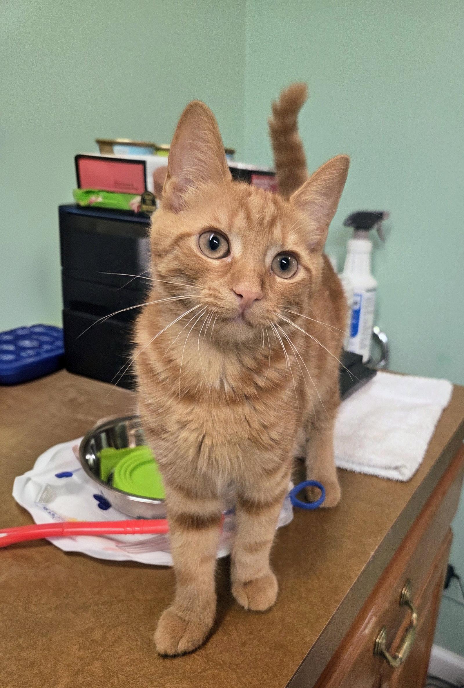 Poinsettia Kitten, Adoptable, Kitten Female Domestic Short Hair.