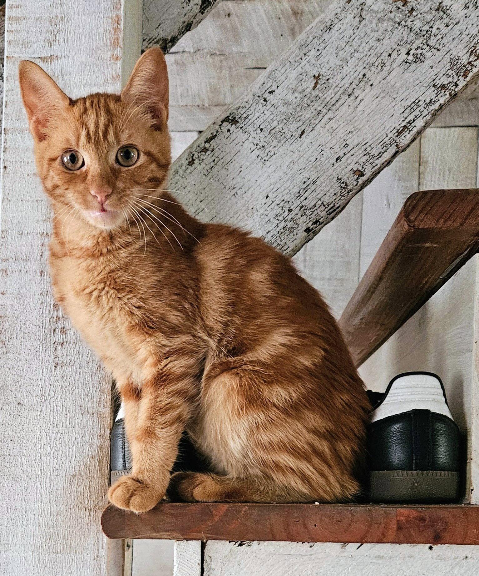 Enlarge Poinsettia Kitten, a Adoptable Domestic Short Hair in Allentown, PA image 2/2