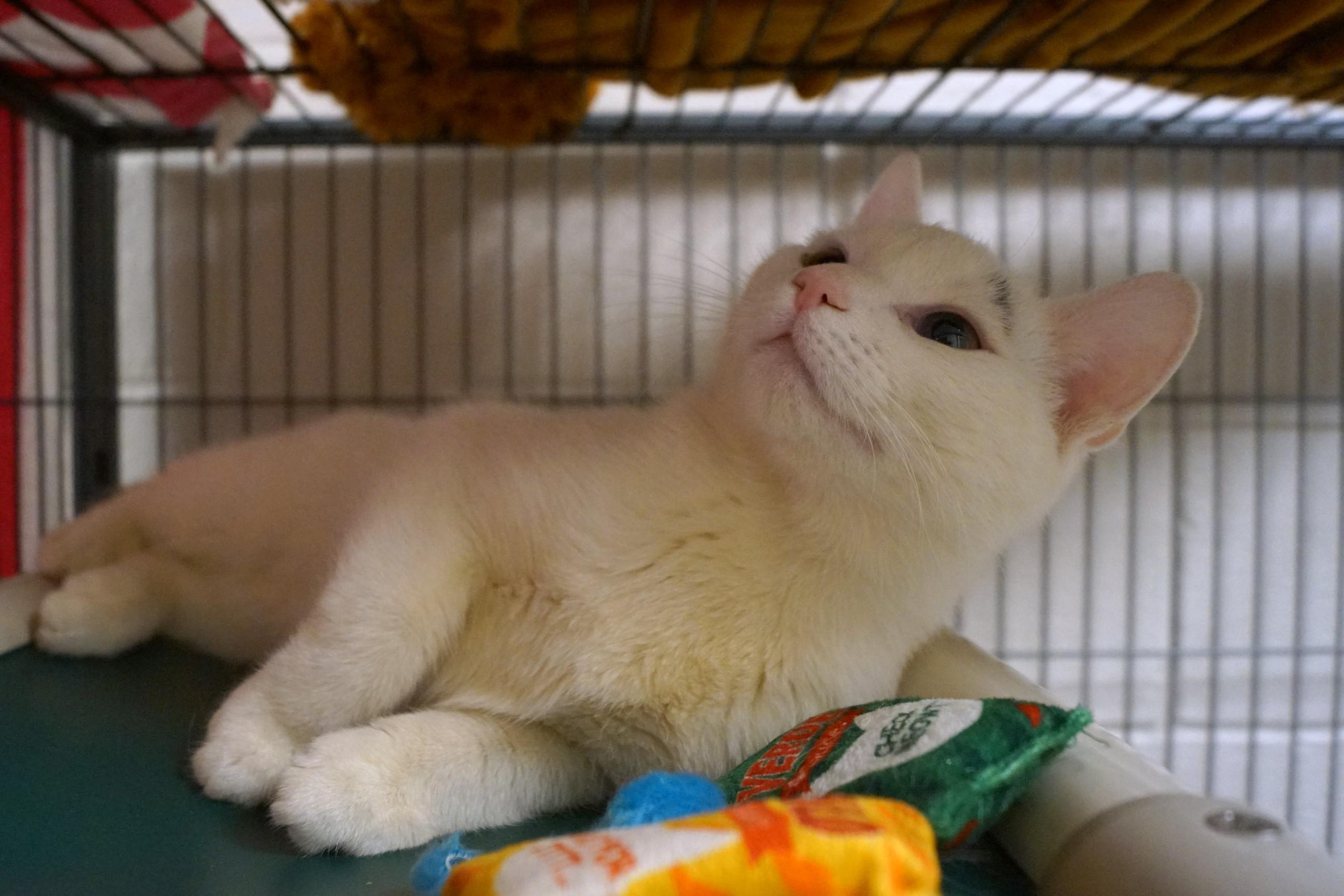 Oven Mitt thumbnail 2