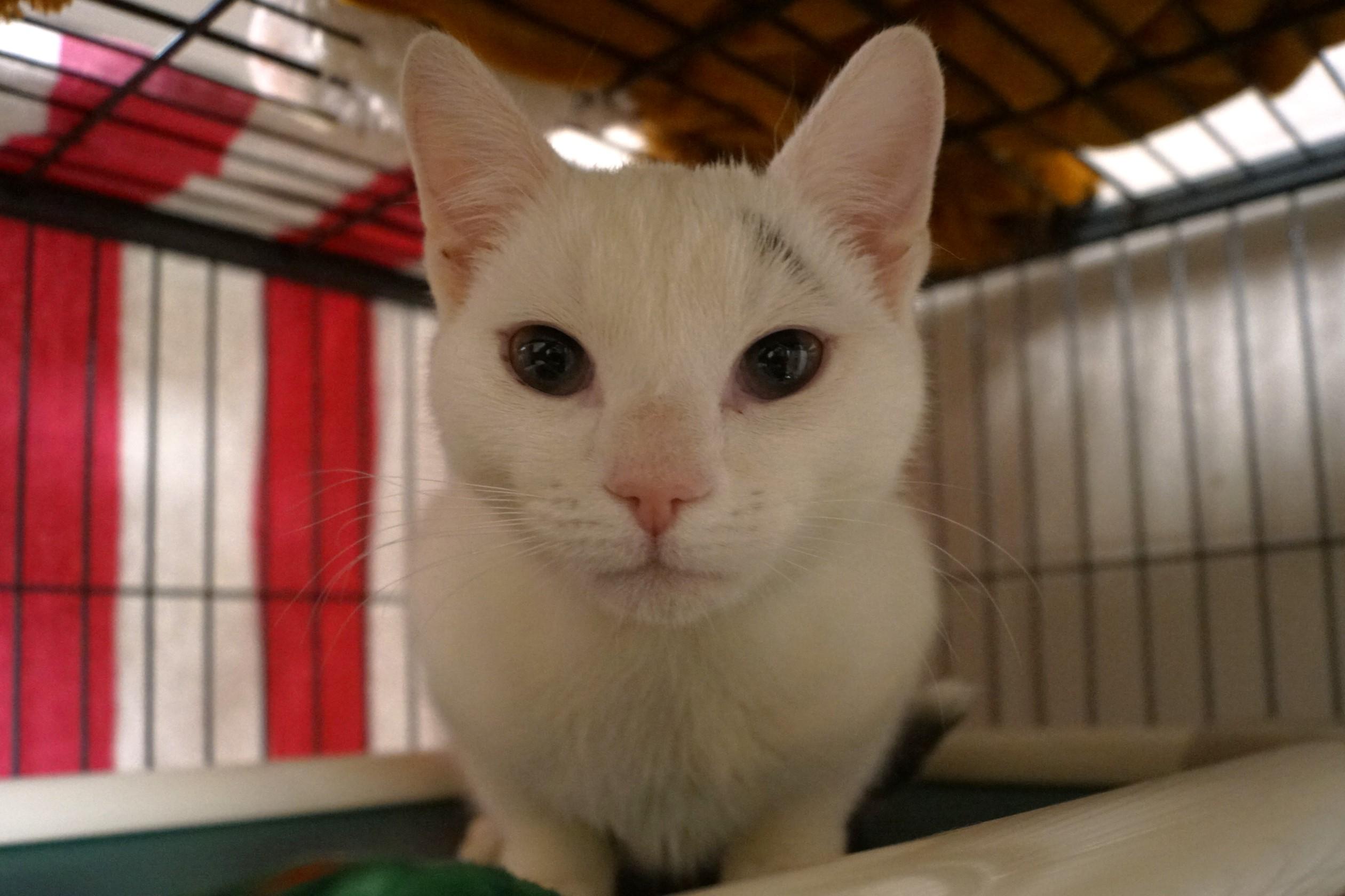 Oven Mitt thumbnail 3