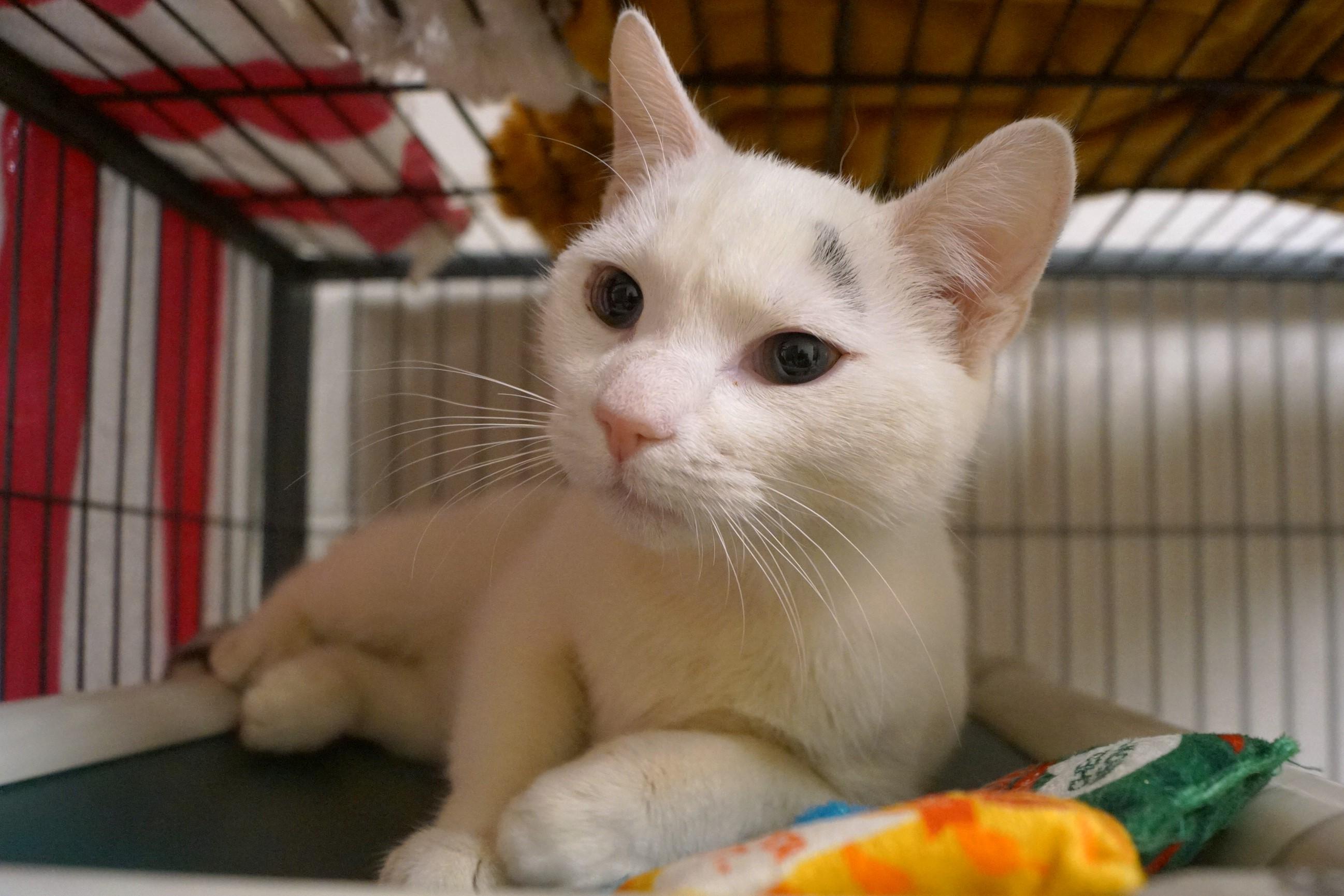 Oven Mitt thumbnail 5