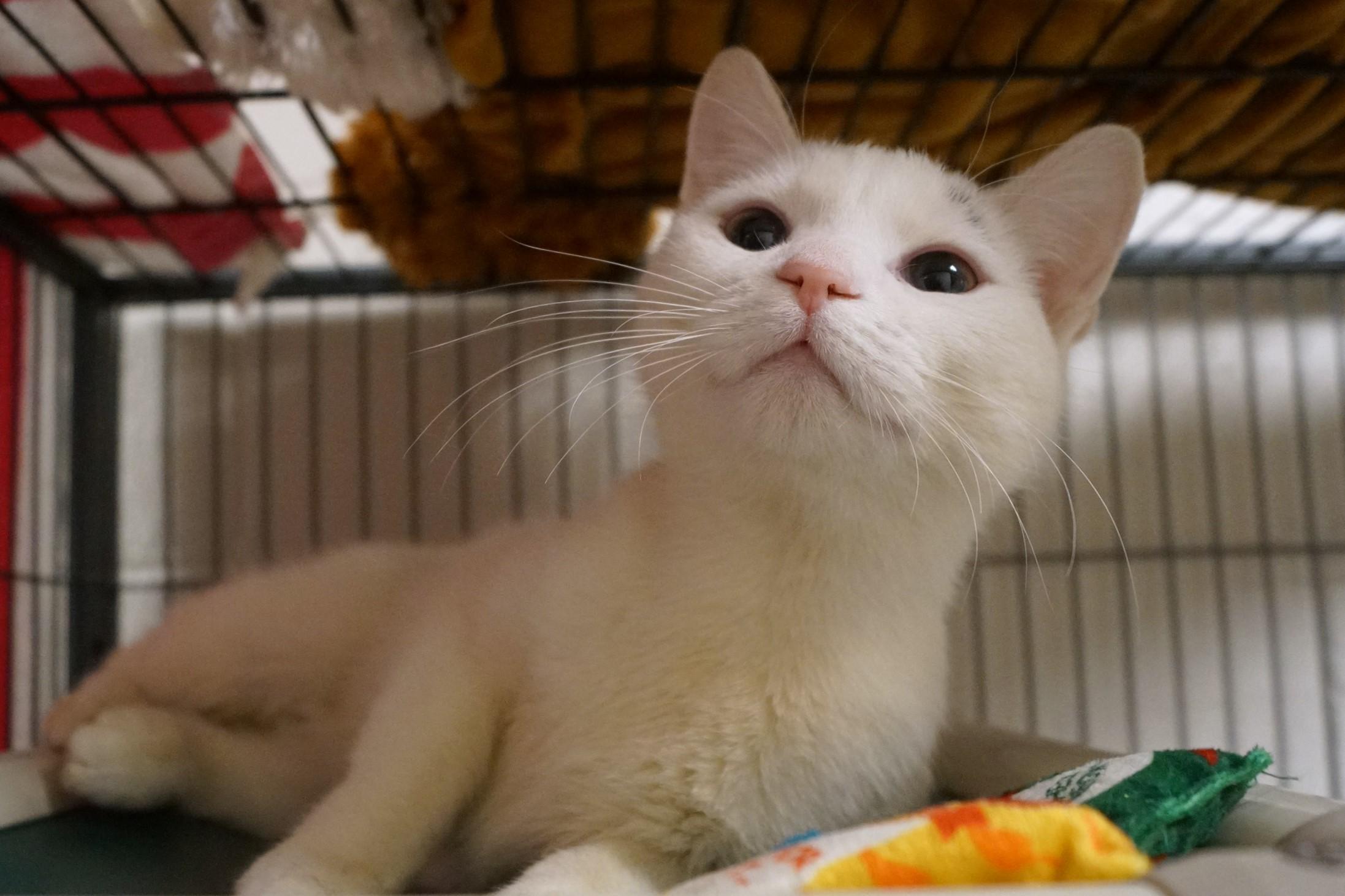 Oven Mitt thumbnail 6